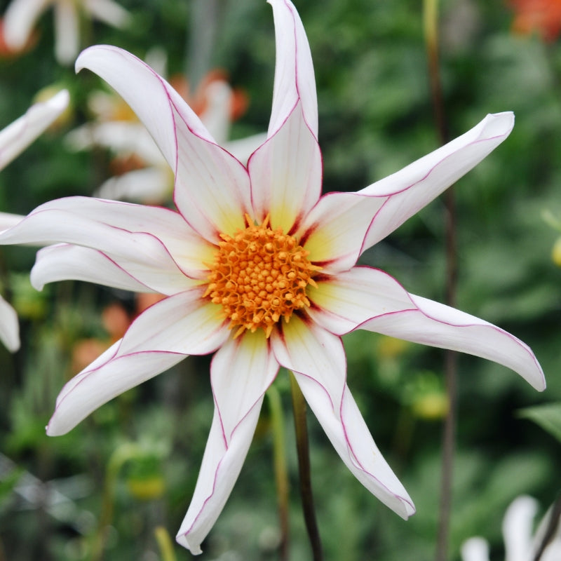 Dahlia 'Honka Fragile'