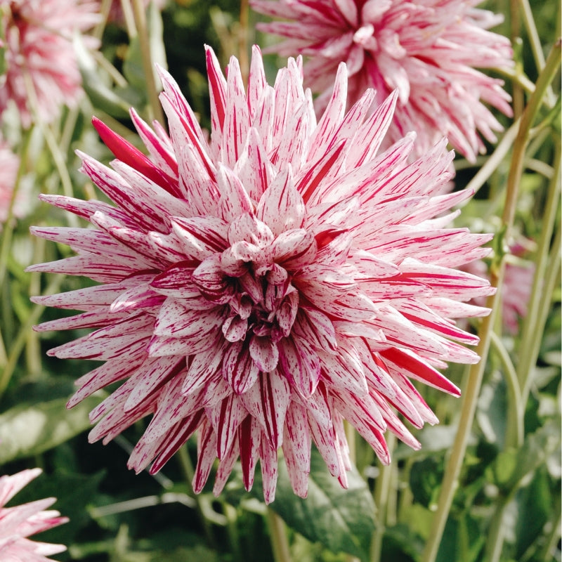 Dahlia 'Hy Trio'