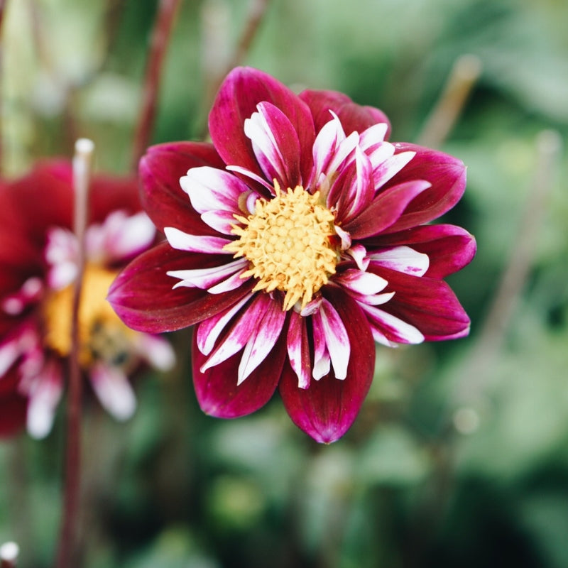 Dahlia Bundle Potting Mix 'Happy'