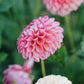 Dahlia 'Jowey Frambo'