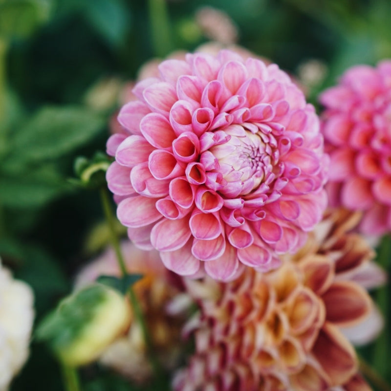 Dahlia 'Jowey Frambo'