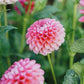 Dahlia 'Jowey Frambo'