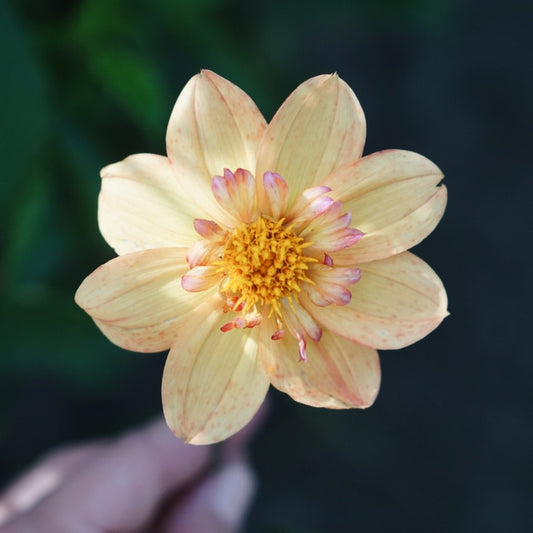 Dahlia 'Kelsey Annie Joy'