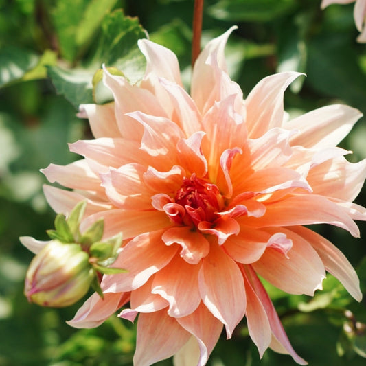 Dahlia 'Labyrinth'