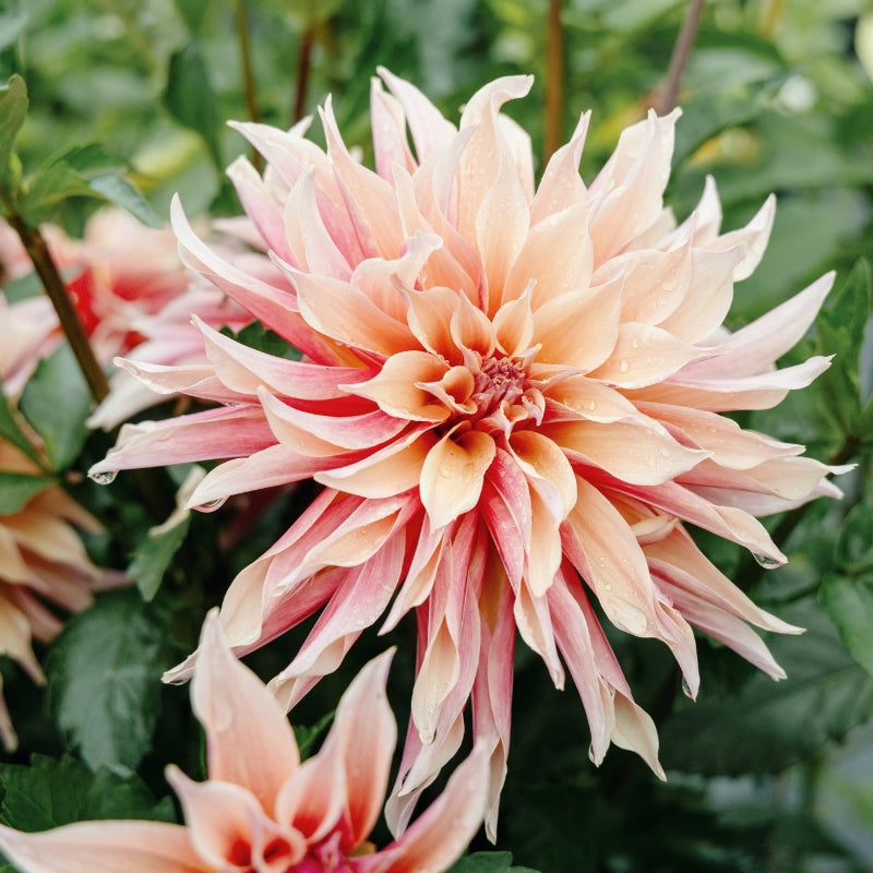 Dahlia bundle 'Best of Peach'