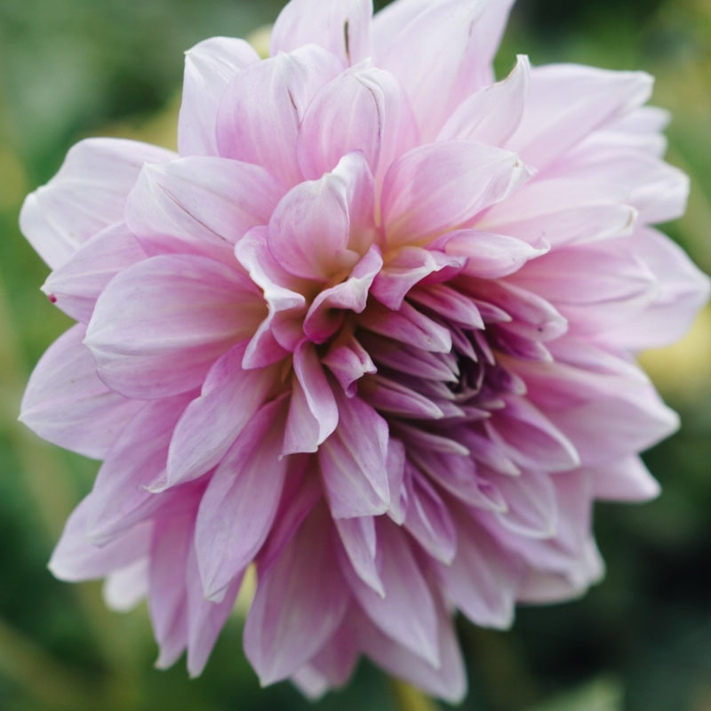 Dahlia 'Lavender Perfection'