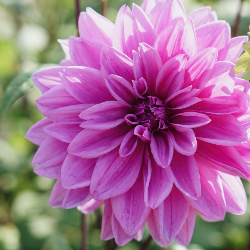 Dahlia 'Lilac Time'