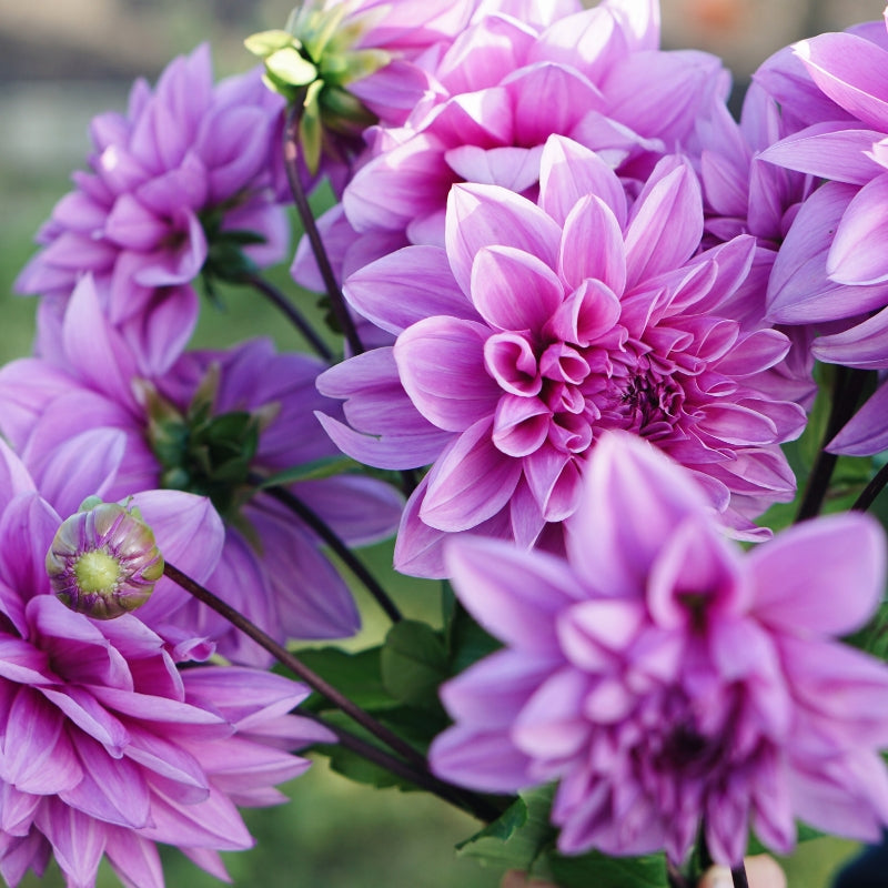 Dahlia 'Lilac Time'