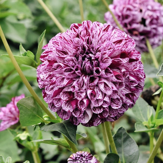 Dahlia 'Marble Ball'