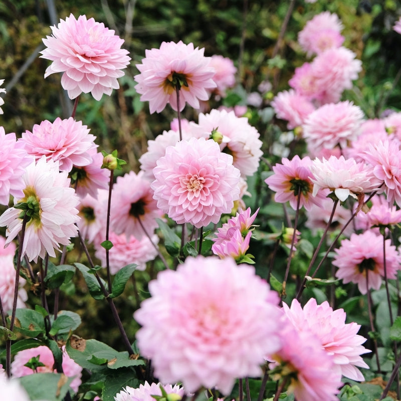 Dahlia 'Melody Harmony'