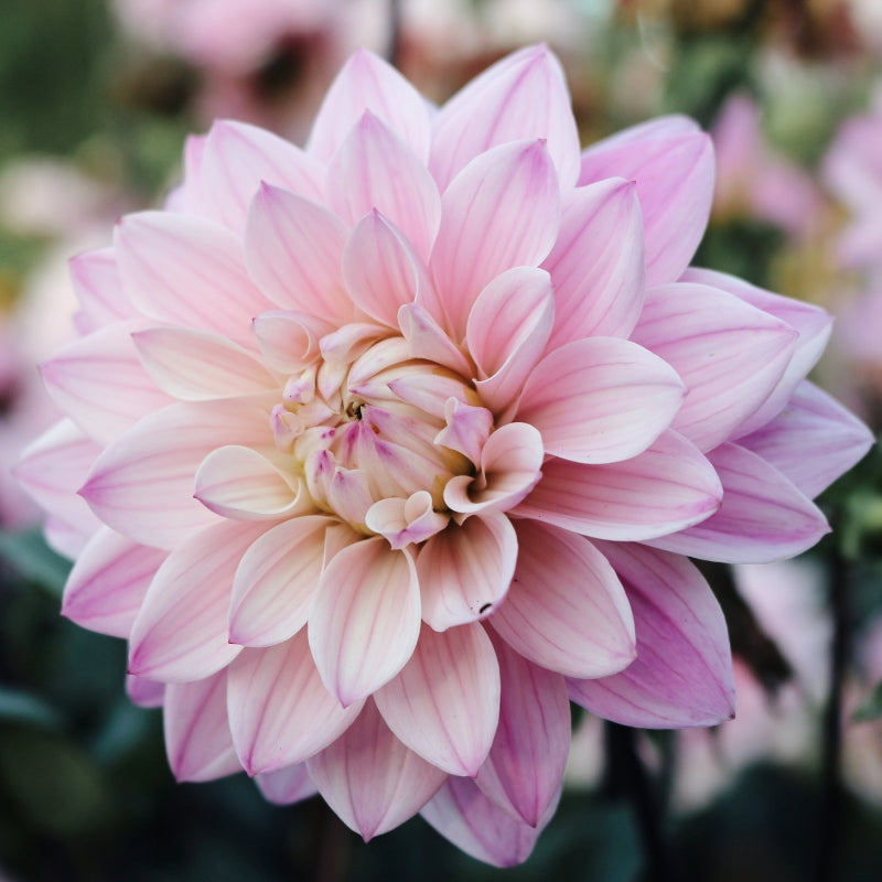 Dahlia Bundle Potting Mix 'Soft Pink'