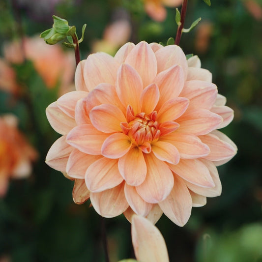 Dahlia 'Mister French'