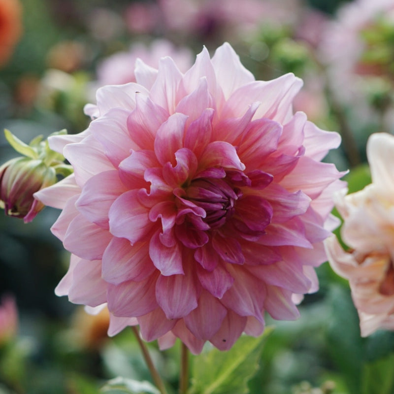 Dahlia 'Otto's Thrill'