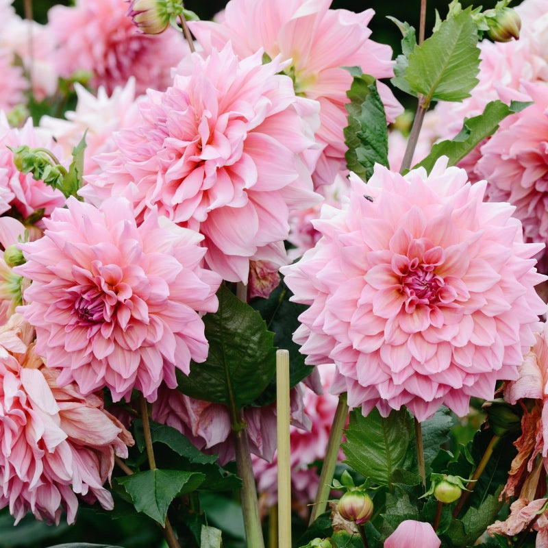 Dahlia bundle 'Best of Pink'