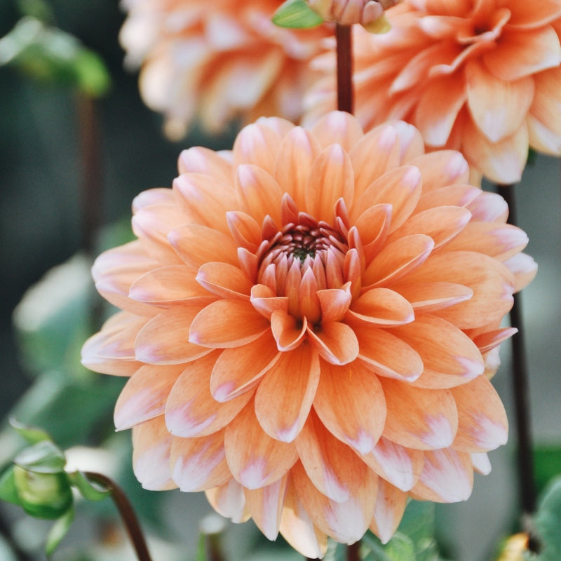 Dahlia 'Peaches and Vanilla'