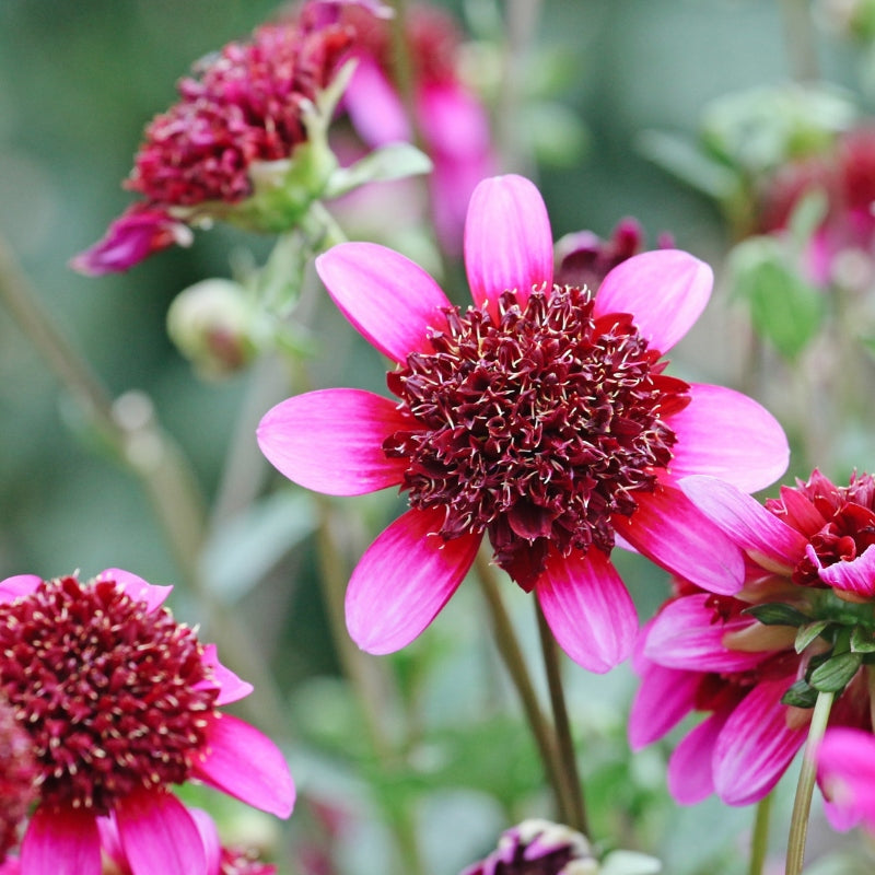 Dahlia 'Poodle Skirt'