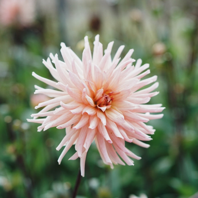 Dahlia 'Préférence'