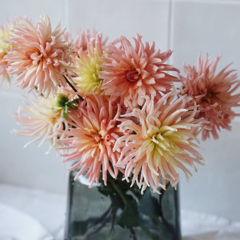 Dahlia 'Préférence'