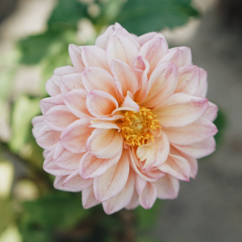 Dahlia 'Princess Elisabeth'