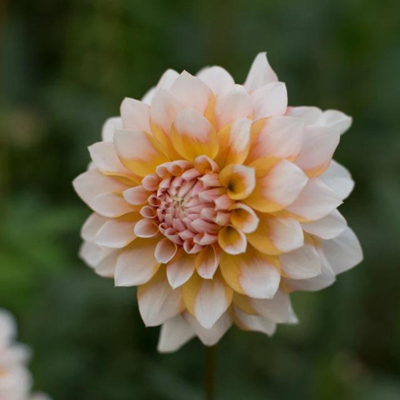 Dahlia 'Seattle'