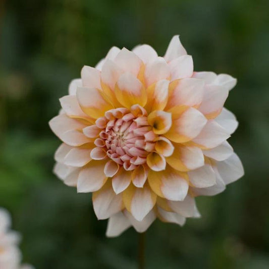 Dahlia 'Seattle'