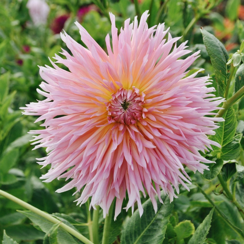 Dahlia 'Shaggy Chic'