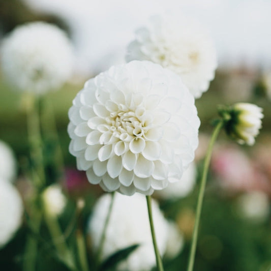 Dahlia 'Boom Boom White'