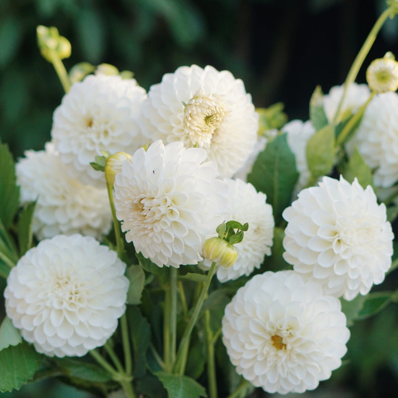 Dahlia 'Boom Boom White'