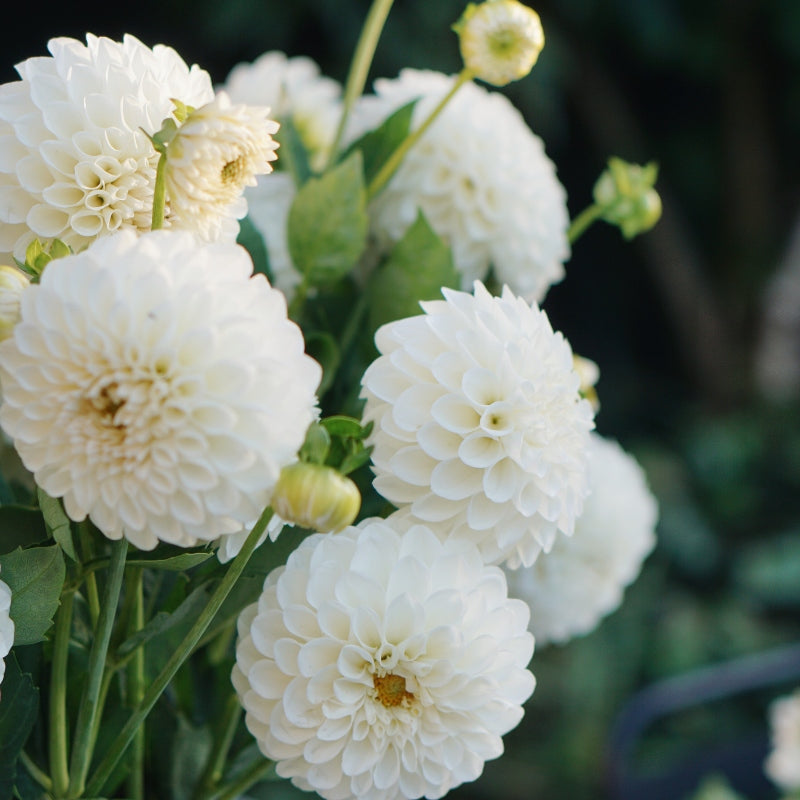 Dahlia 'Boom Boom White'