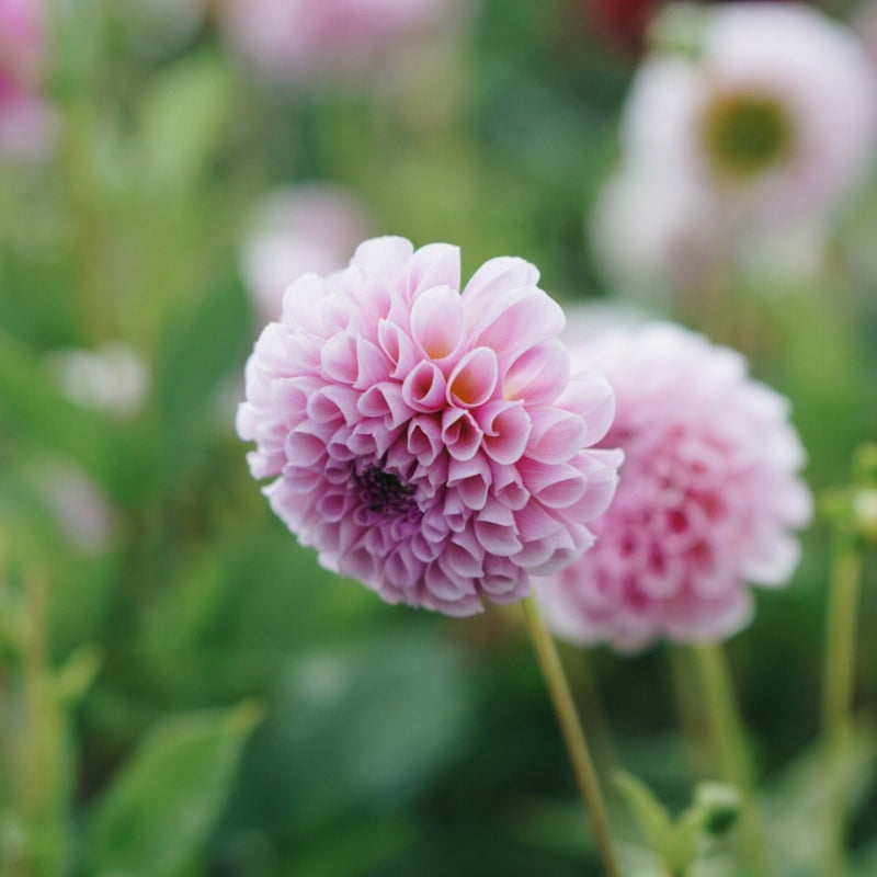 Dahlia 'Stolze von Berlin'