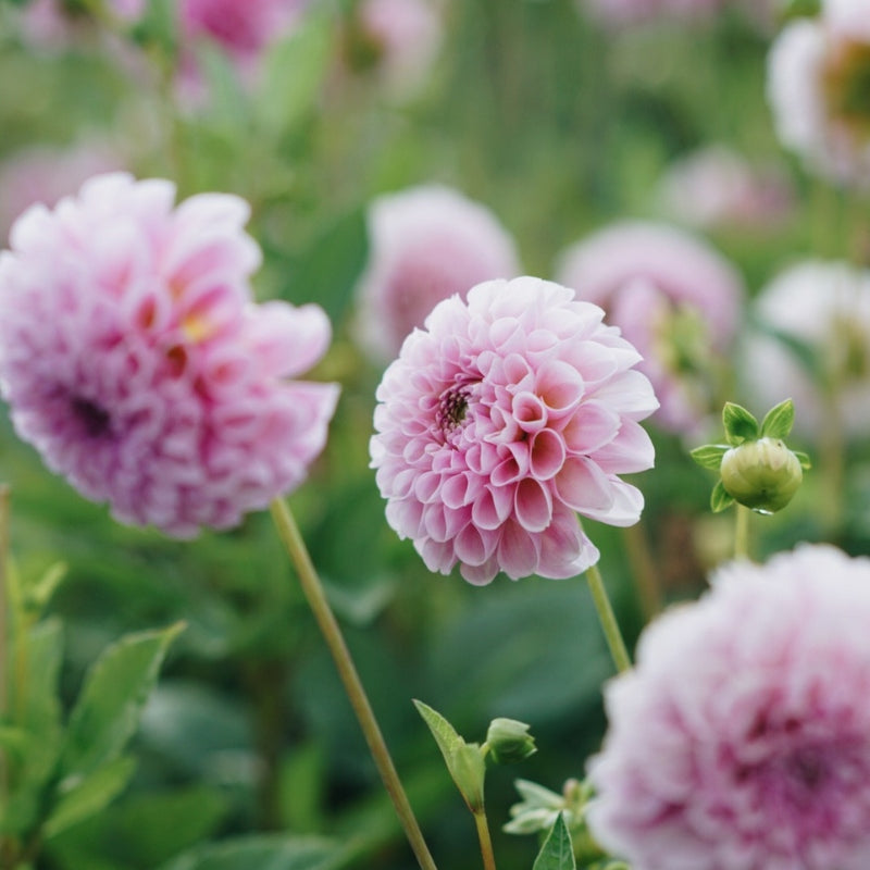 Dahlia 'Stolze von Berlin'