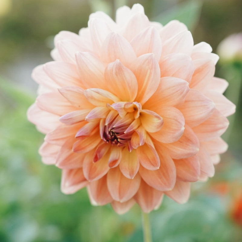 Dahlia 'Summer Flame' BIO