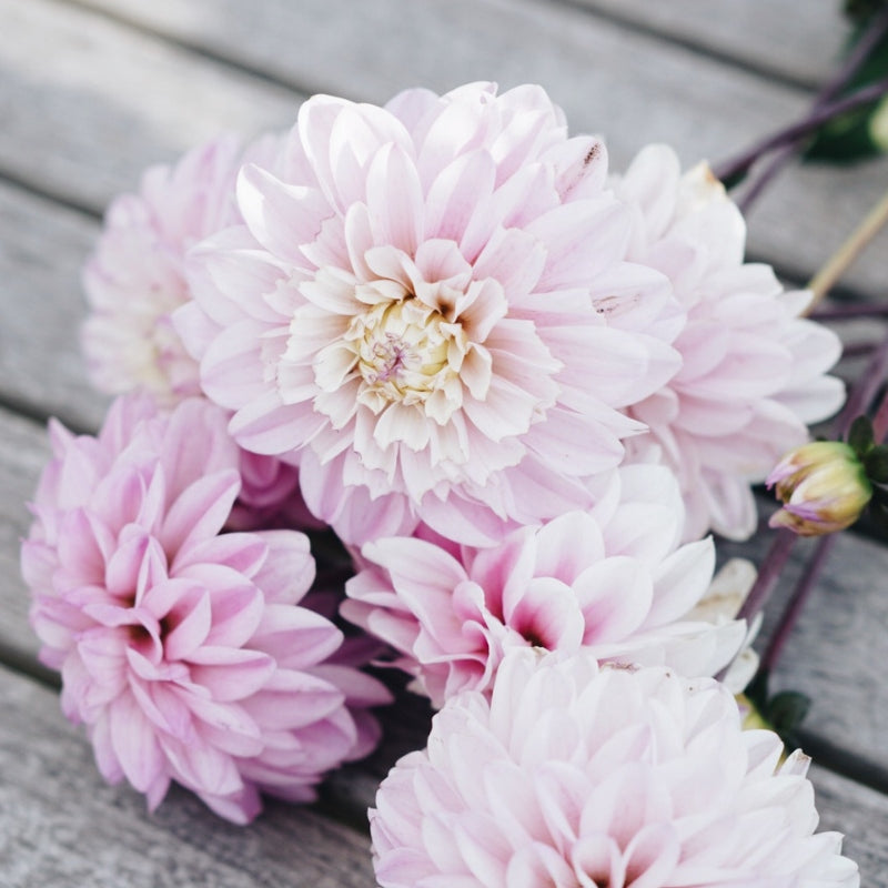 Dahlia bundle 'Pastel Tones'