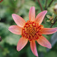 Dahlia 'Totally Tangerine'