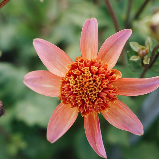 Dahlia 'Totally Tangerine'