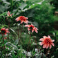 Dahlia 'Totally Tangerine'