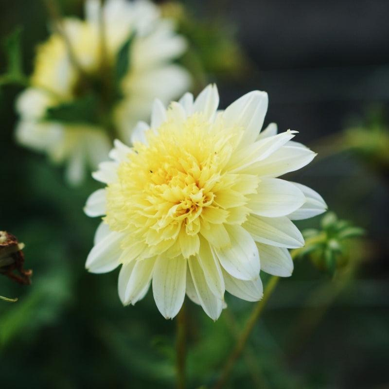 Dahlia 'Toto'