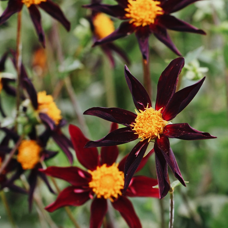 Dahlia 'Verrone's Obsidian'