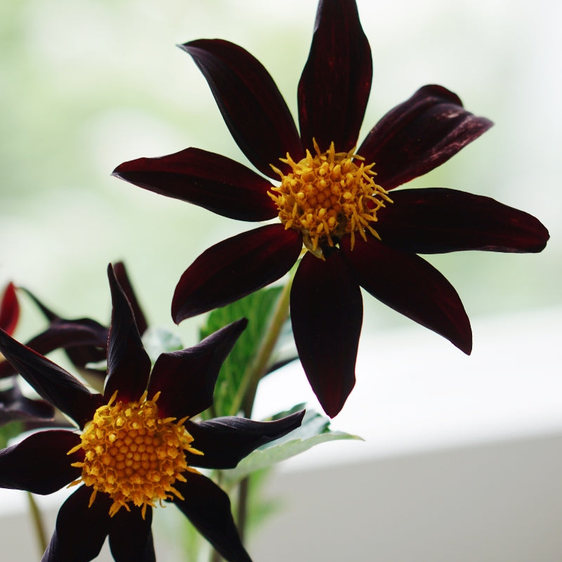 Dahlia 'Verrone's Obsidian'