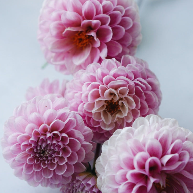 Dahlia 'Wizard of Oz'