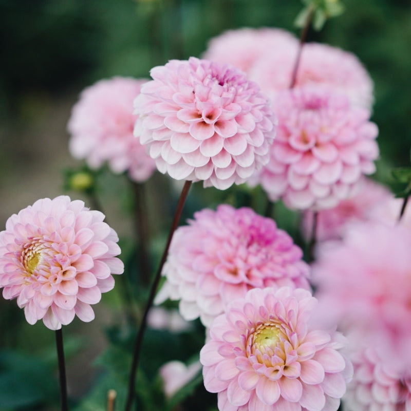 Dahlia bundle 'Best of Pink'