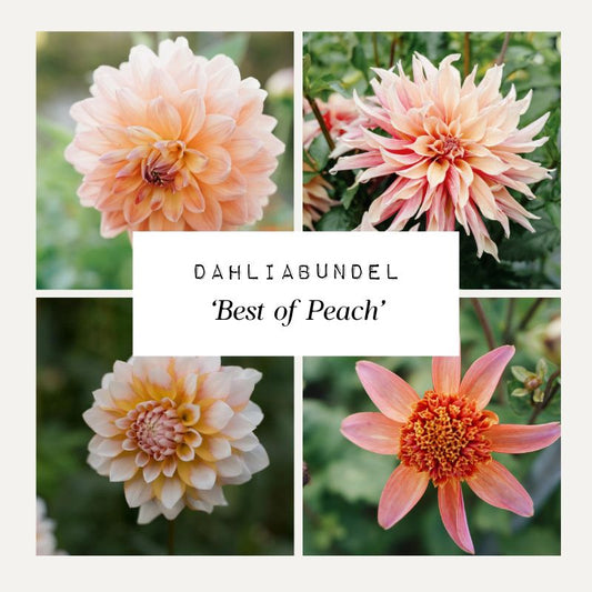 Dahlia bundle 'Best of Peach'