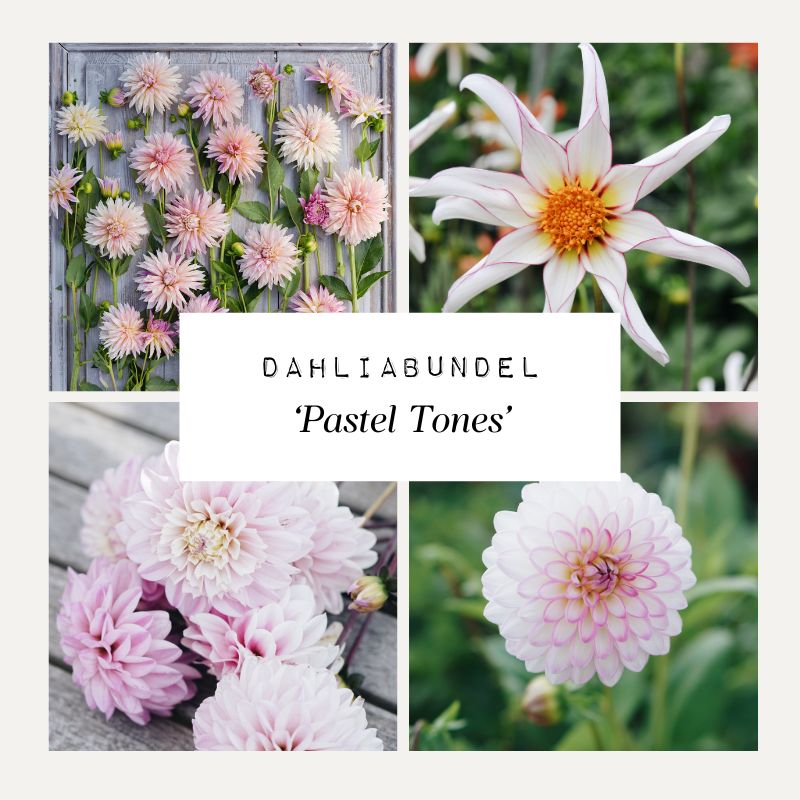 Dahlia bundle 'Pastel Tones'