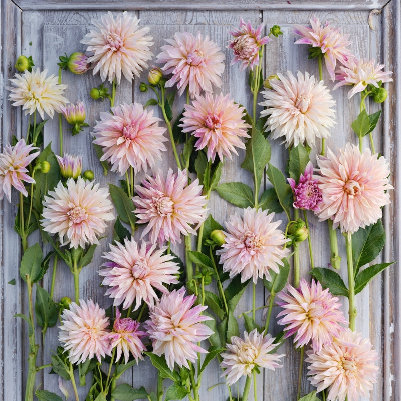 Dahlia bundle 'Judith's faves'