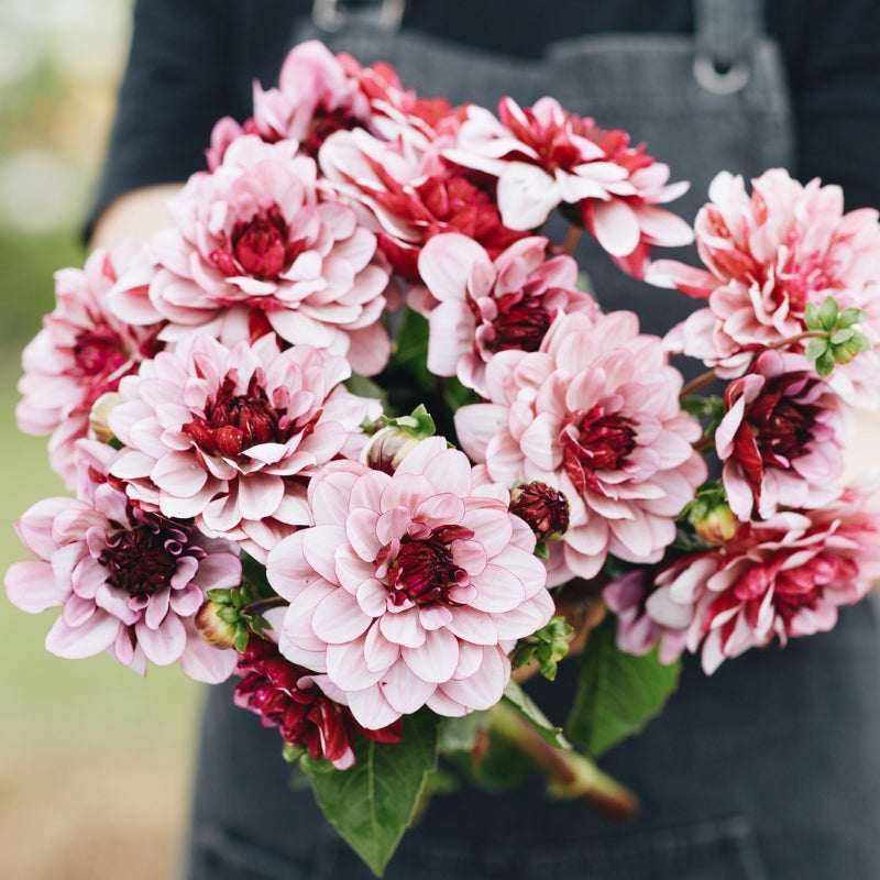 Starter Set Dahlias