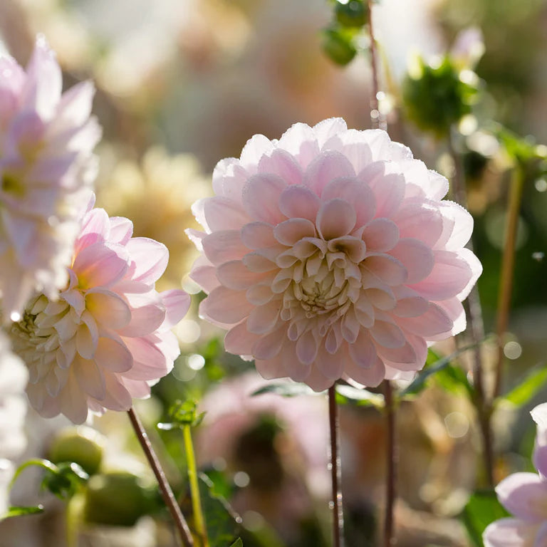 Dahlia 'Sweet Nathalie'