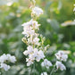 Delphinium consolida 'Smokey Eyes' (larkspur)