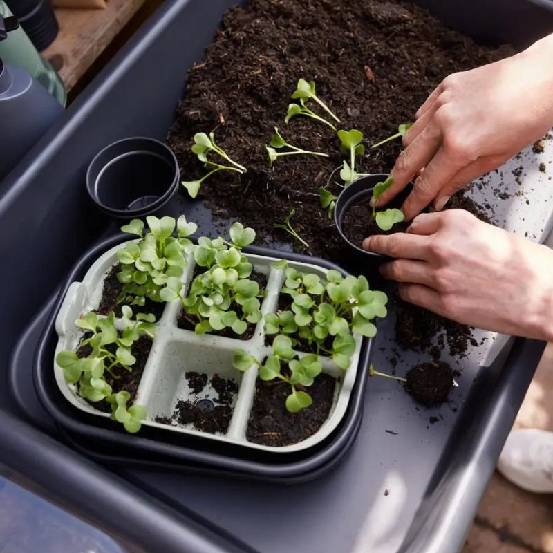 Box divider for seed tray