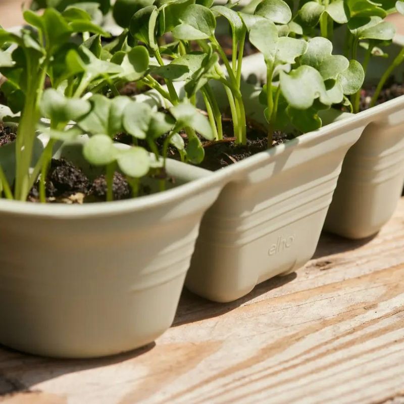 Box divider for seed tray