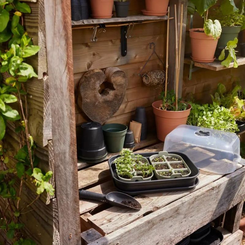 Box divider for seed tray